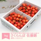 ふるさと納税 村山市 さくらんぼ佐藤錦　優品Lー2L玉(約500g×2パック)