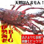 fu.... налог Восток блок BIG Исэ город море .400g комплект (1 хвост ) погрешность 30g в пределах! натуральный Kochi префектура производство sashimi OK! простой кулинария инструкция имеется.