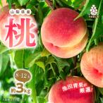 ふるさと納税 山梨市 桃 約3kg (8玉〜12玉) 厳選 ! 池田青果の もも