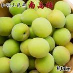 南高梅約5kg サイズおまかせ