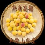 ふるさと納税 那智勝浦町 2026/6月より発送【梅干し・梅酒用】紀州和歌山の熟南高生梅2LorL-2kg