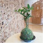 ナギの木の苔玉 皿付き _B120ー001