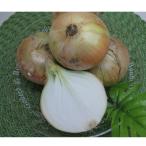 ふるさと納税 東かがわ市 新玉ねぎ　約5kg