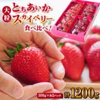 食べ比べ 大粒 スカイベリー とちあいか 300g×2パックずつ