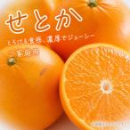 紀州和歌山産 せとか 約5kg