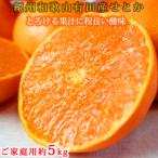 紀州和歌山産 せとか 約5kg