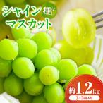 シャインマスカット 約1.2kg