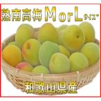 大玉4Lサイズ約2kg 熟南高 生梅