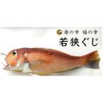 若狭物の代名詞 大型若狭グジの一塩一尾姿のまま
