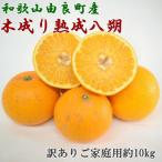 産の木成り熟成八朔約10kg サイズ混合