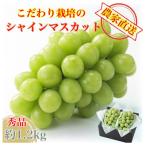 ふるさと納税 岡山市 【2026年9月より順次発送】平均糖度20度 シャインマスカット 贈答ランク 約1.2kg