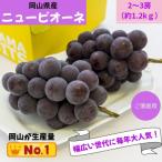 ご ニューピオーネ 約1.2kg