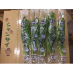 シャンサイ パクチー 50g×20袋