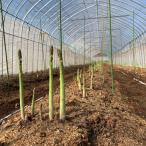 fu.... налог высота гора город 2026 отчетный год предшествующий прием 2L размер и больше .... спаржа 0.5kg TR4347