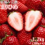 < >朝摘み完熟まりひめ約1.2kg