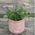 フレッシュハーブ5種の寄せ植え ラウンド型テラコッタ鉢25cm
