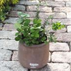 フレッシュハーブ5種の寄せ植え ラウンド型テラコッタ鉢25cm