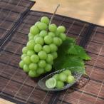 ふるさと納税 南アルプス市 【ふるさと納税】2026年先行予約厳選 シャインマスカット 約1.5kg(2〜3房) 南アルプス市産