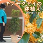 大きいサイズ キンモクセイ鉢植え テラコッタ鉢