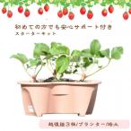 越後姫栽培キット 3株