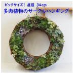 ビックサイズ 多肉植物のサークルハンギング