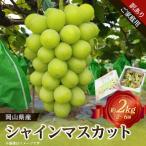 産シャインマスカット ご 約2kg