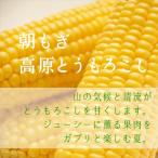 fu.... налог . дерево .[ утро .. высота . кукуруза ]10шт.@* примерно 4kg юг Shinshu . дерево . производство . тест выдающийся специальный продукт!
