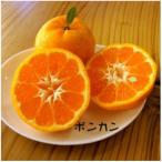 湯の花 ポンカン5kg箱セット
