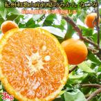 特撰 はるかみかん 3kg
