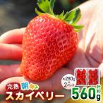 ふるさと納税 矢板市 〈先行予約〉とろける美味しさ!完熟朝摘みスカイベリー 560g
