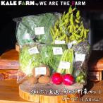 採れたて直送 旬のお野菜セット 6品目以上