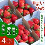 ふるさと納税 かすみがうら市 やよいひめ 朝摘み・当日発送 250g×4パック