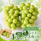 ふるさと納税 中野市 【2025年発送】長野県 中野市産 シャインマスカット2房(1.3kg以上)