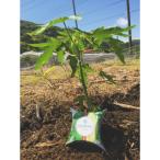 GreenPapayaSoap 松崎産青パパイアの石けん