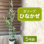 オリーブ ひなかぜ 5号鉢