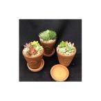 サボテン相談室のオリジナルテラコッタ多肉植物の寄せ植え3…
