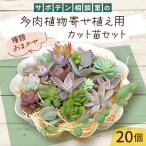 サボテン相談室の多肉植物寄せ植え用カット苗セット 20個