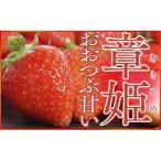 ふるさと納税 朝来市 大粒で甘い!坪井農園のこだわりいちご(章姫)1箱