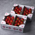 ショッピングふるさと納税 いちご ふるさと納税 山元町 (農場直送)ミガキイチゴ・レギュラー(250g×4パック)