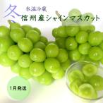 信州産冷蔵シャインマスカット 2房
