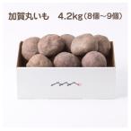 加賀伝統野菜 令和8年度産 加賀丸いも 4.2kg