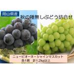 ◆先行受付◆ 秋の種無しぶどう詰合せ 2027年発送