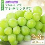 ◆先行受付◆ 秋のマスカット オブ アレキサンドリア