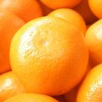 かんきつの名産地の佐賀より 冬の定番 佐賀産さがみかん約1…