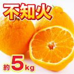 水俣産 不知火 約5kg