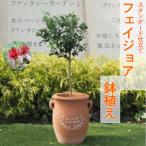 フェイジョア鉢植え つぼ型鉢