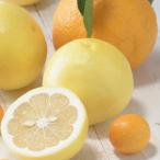 季節の柑橘をお届けします 佐賀産かんきつ約5kg