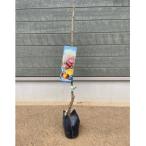 �ӂ邳�Ɣ[�� �����݂�����s �I�E�ۂ낽��c�؁@1�{