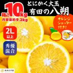 八朔 箱込10kg 内容量約9.2kg とにかく小玉