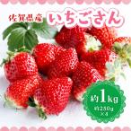 ショッピングふるさと納税 いちご ふるさと納税 吉野ヶ里町 いちごさん 合計約1kg(約250g×4P)(吉野ヶ里町)